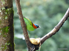 Oiseau coloré - région de Paraty- Brésil